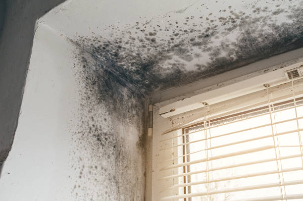 Affordable Mold Cleanup solutions in Cumberland, MD